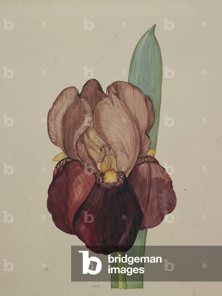 ? Depute nomblot, 1950 (w/c on paper)