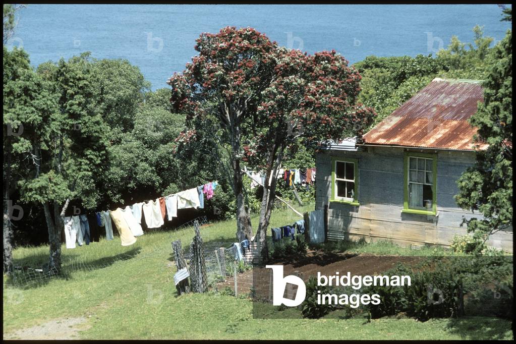 Pohutukawa tree growth at coastal location, 1980 (photo)