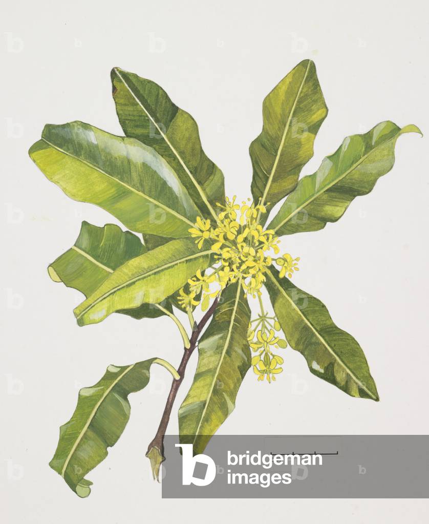Pittosporaceae, Pittosporum eugenioides,  (w/c on paper)