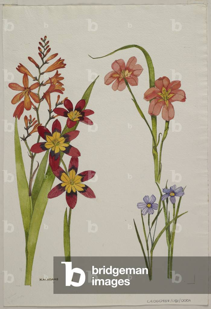 Unidentified species,  (w/c on paper)