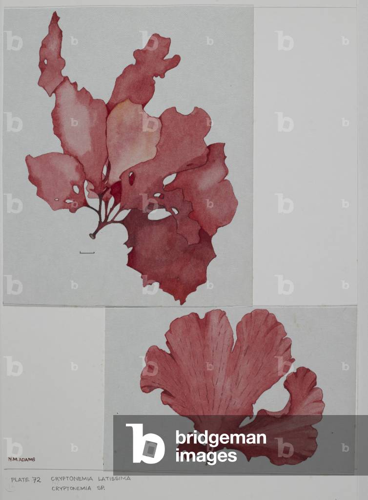 Red seaweed, Cryptonemiaceae, Cryptonemia latissima, Cryptonemia sp.,  (w/c and graphite pencil on paper)