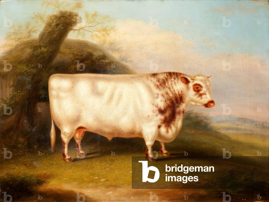 'Harlsonia' (Shorthorn Bull), c.1855 (oil on canvas)