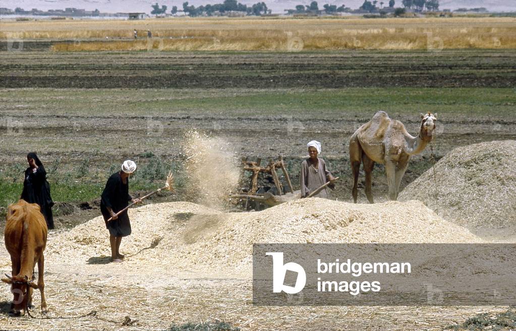 Fayoum (Fayum): Recolling and winding wheat.
