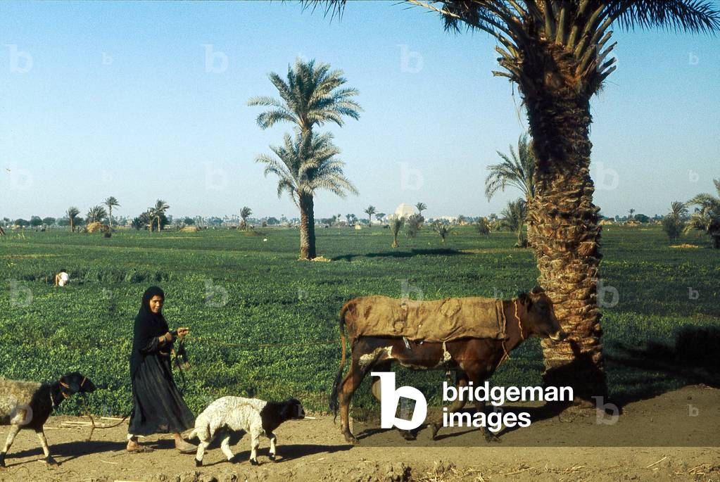 Meidoum Region: Countryside and Pyramid of Snefrou.