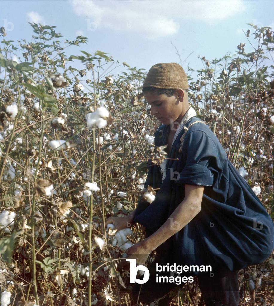 DELTA: Recoling cotton.