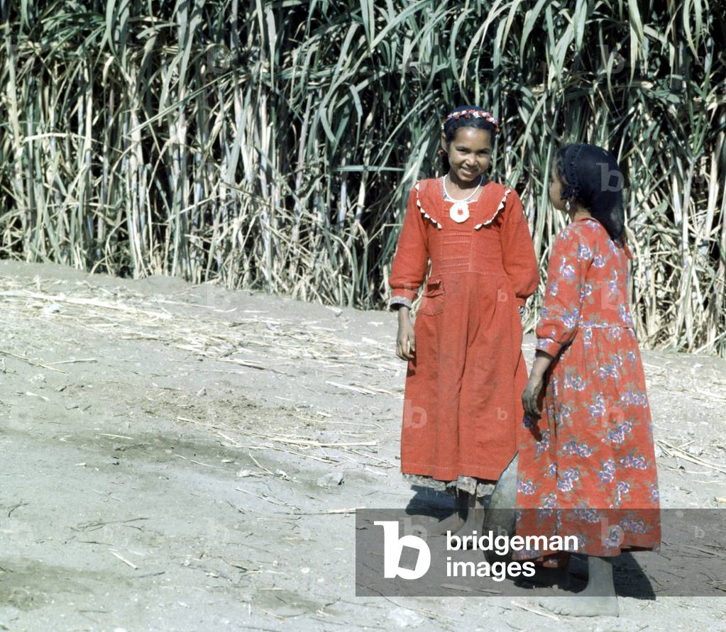 HIGH EGYPT: Country scene, sugar cane.