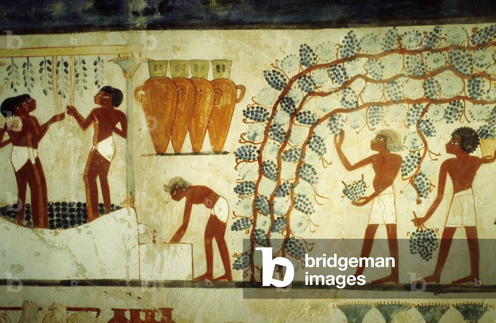 Luxor, Thebes: Left bank of the NIL. Tombs of the Nobles Tombs of MENNA, 18th Dynasty.