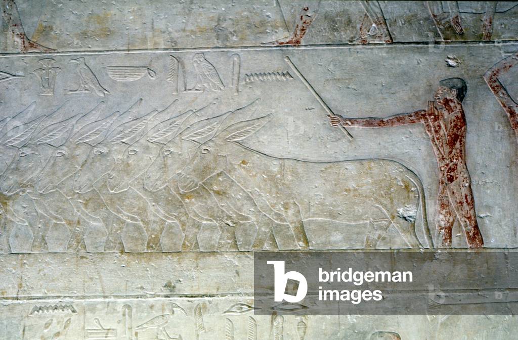 Ancient Egypt: Saqqarah (or Saqqara or Sakkarah): necropolis of the Old Empire, tomb of noble. Detail of the reliefs representing herd of donkeys.