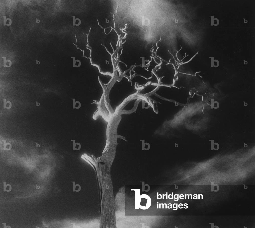 Gnarled Tree, County Offaly, Ireland (b/w photo)
