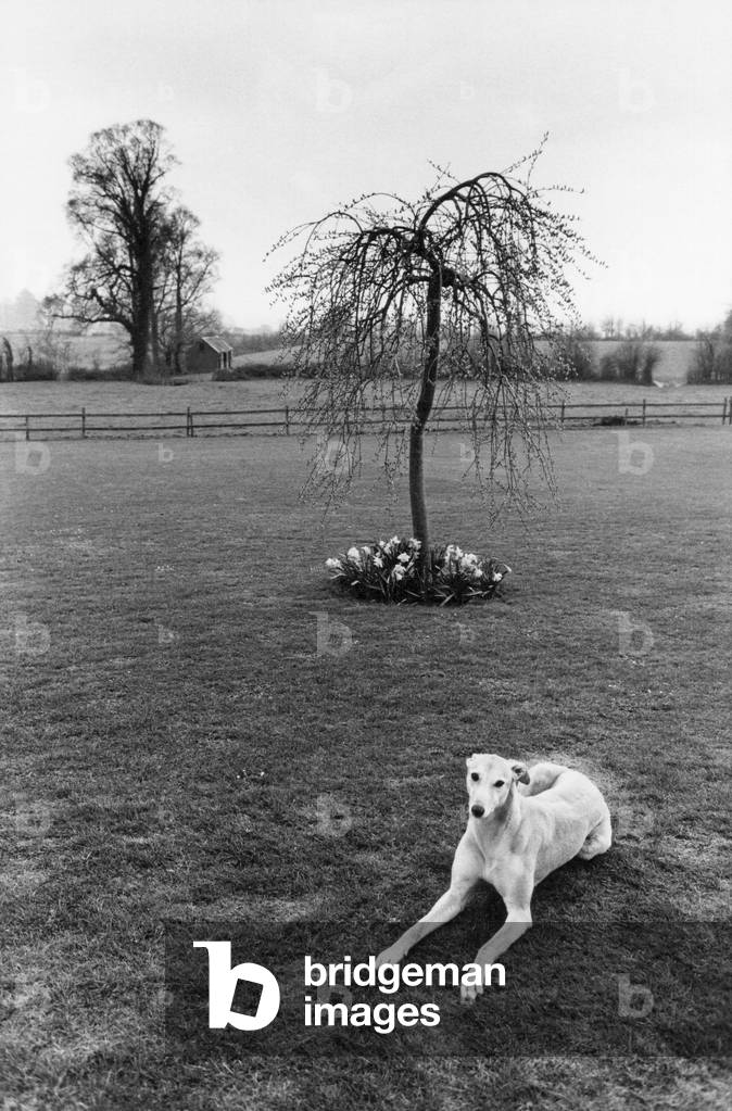 Greyhound, Dorset, England (b/w photo)