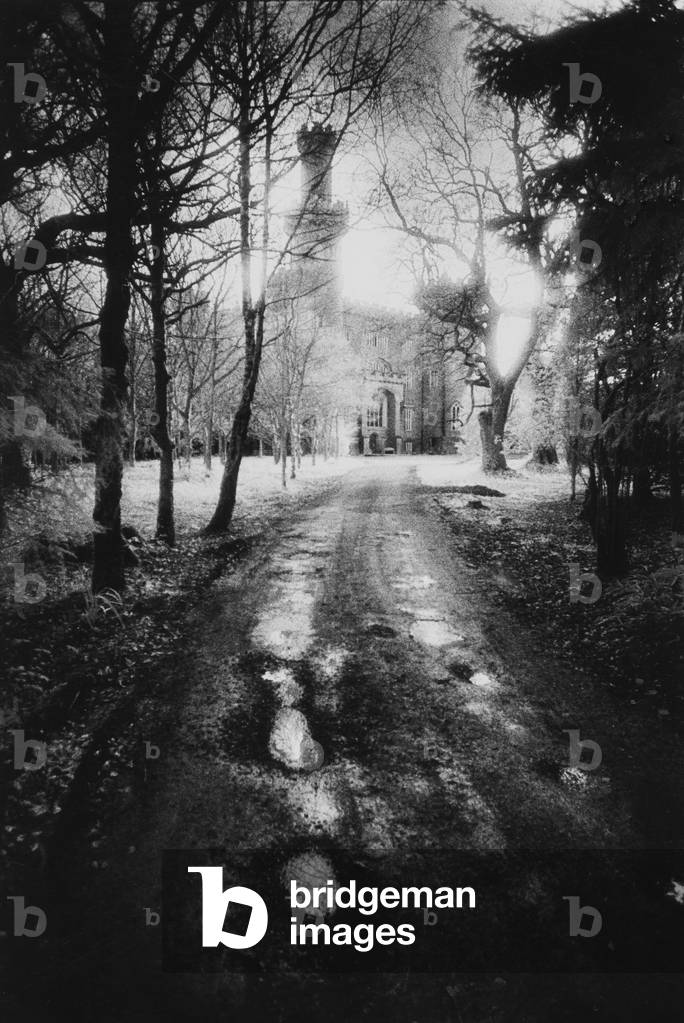 Charleville Forest, County Offaly, Ireland (b/w photo)