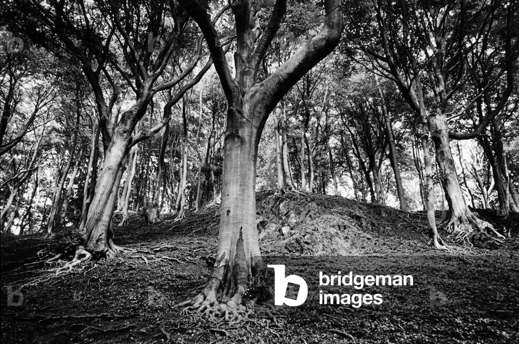 Woods, County Tipperary, Ireland (b/w photo)