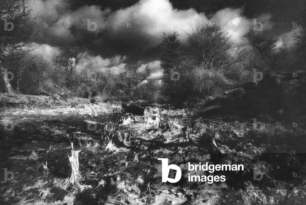 Petrified Lake, Frenchpark, County Roscommon, Ireland (b/w photo)
