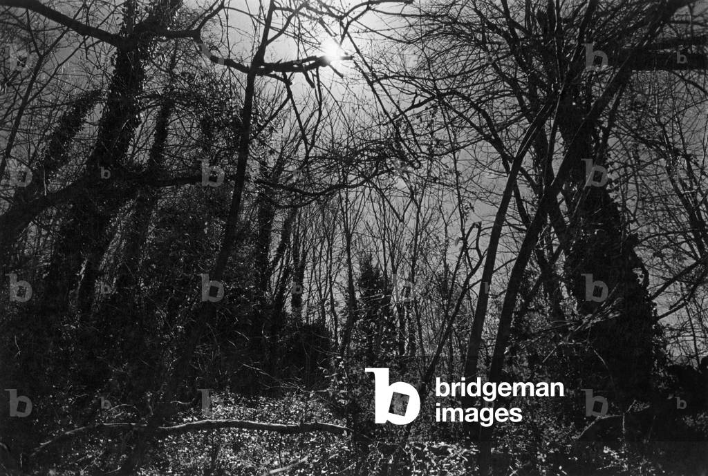 Woods, Devon, England (b/w photo)