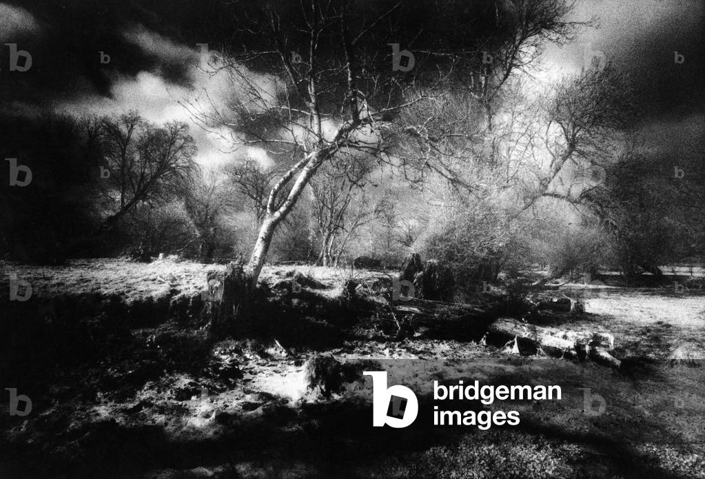 Woods, County Meath, Ireland (b/w photo)