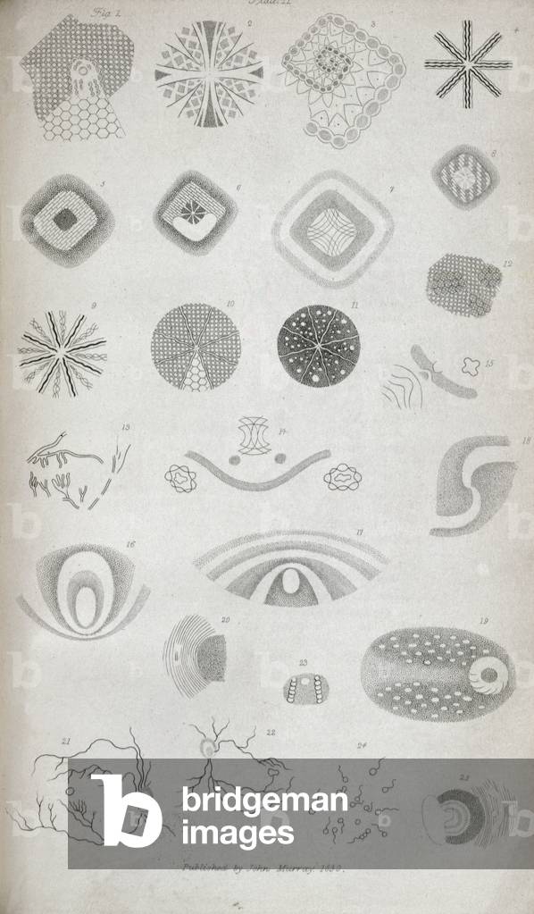 Plate II from 'Contributions of the physiology of vision No. I', published in the Journal of the Royal Institution, 1830 (engraving)