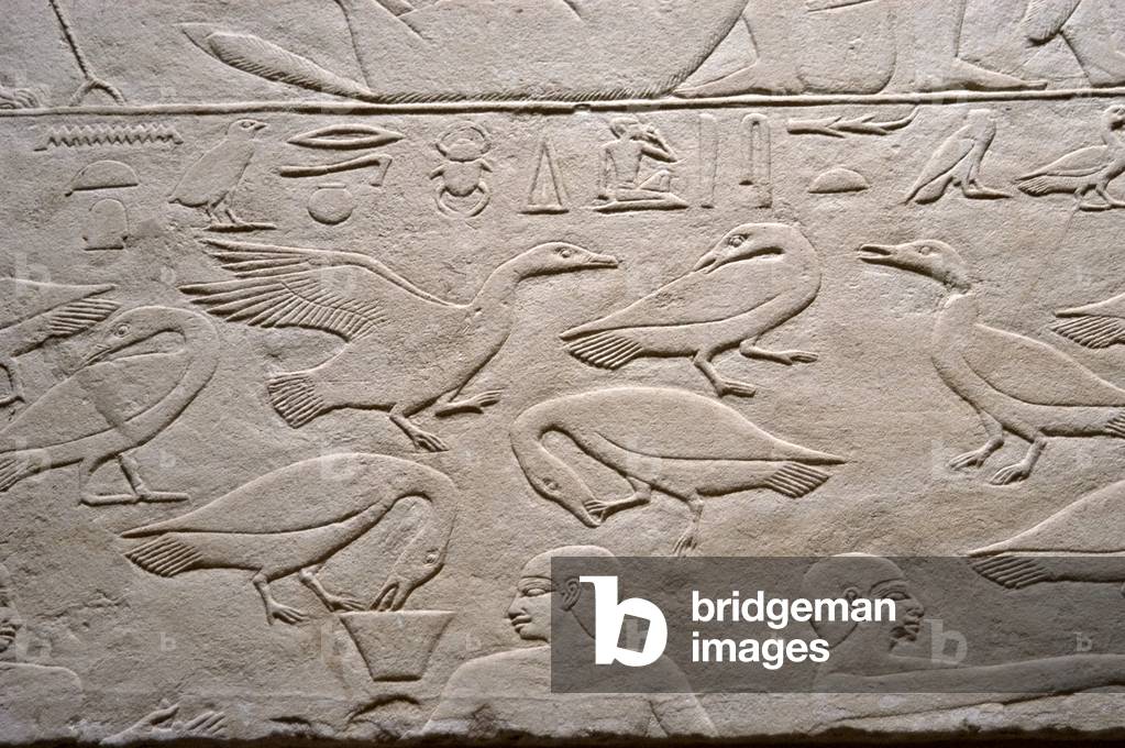 Geese, Relief, Mastaba of Kagemni, Saqqara, Egypt
