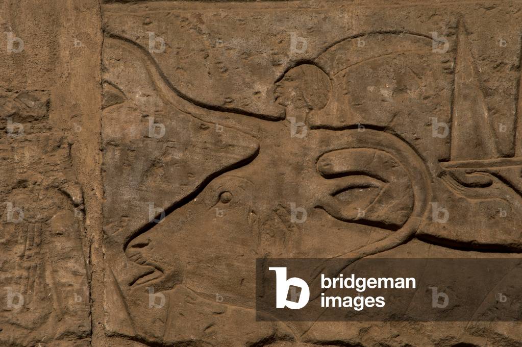 Bull being led to sacrifice.  Relief. Luxor temple. Egypt.