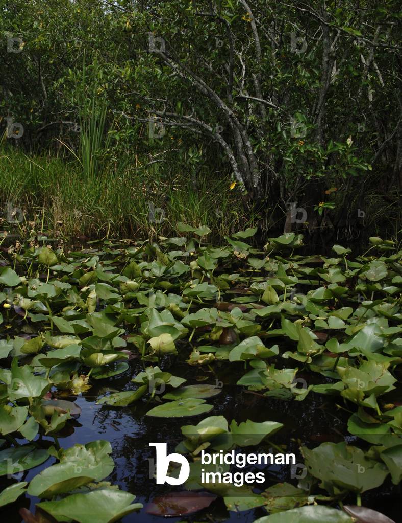 United States. Everglades National Park. Florida.