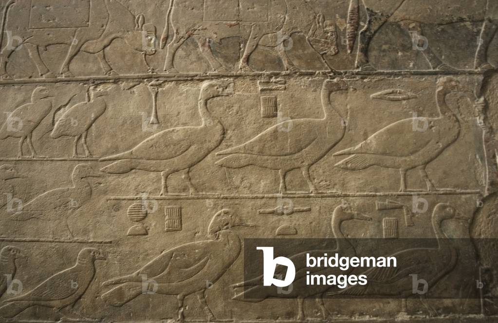 Egypt, Relief, Ducks and birds, Mastaba of Ti, Egypt