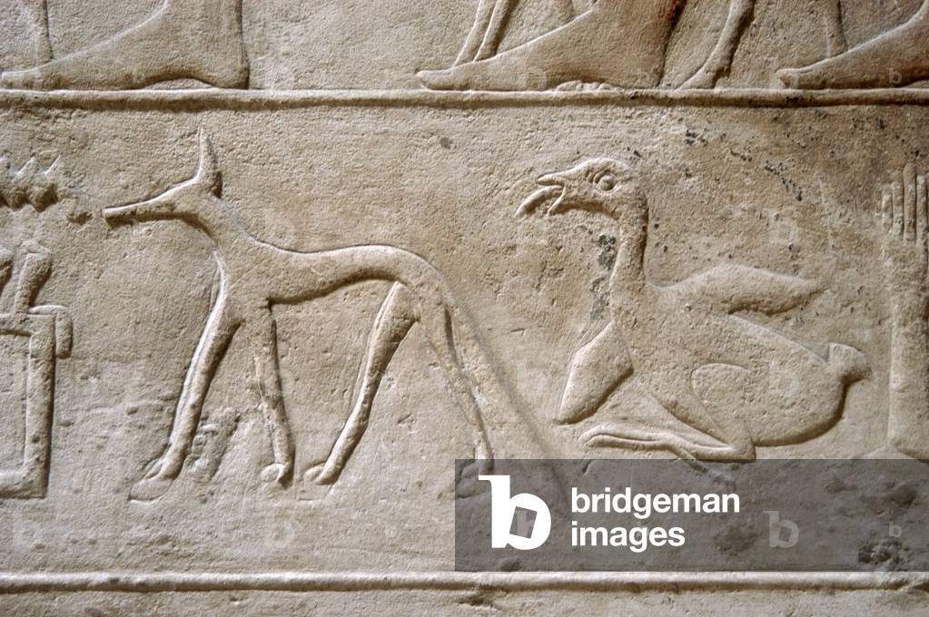 Duck and jackal, Hieroglyphic characters, Relief, Mastaba of Kagemni, Saqqara, Egypt