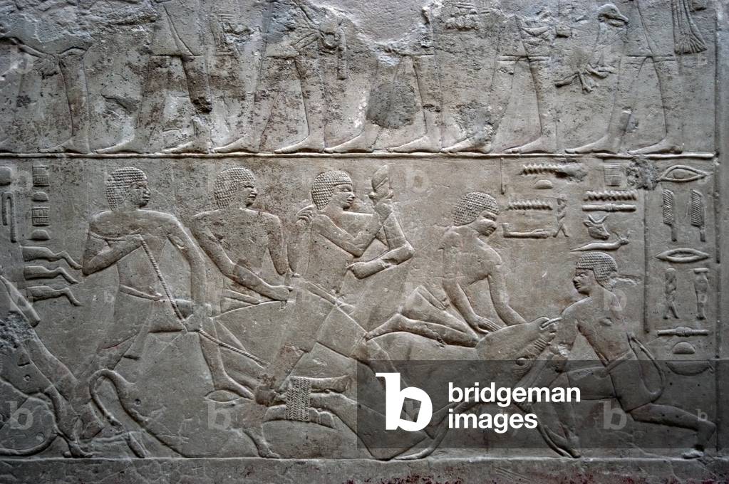 Egypt. Saqqara. Mastaba of Mereruka. Relief depicting an ox slaughter.
