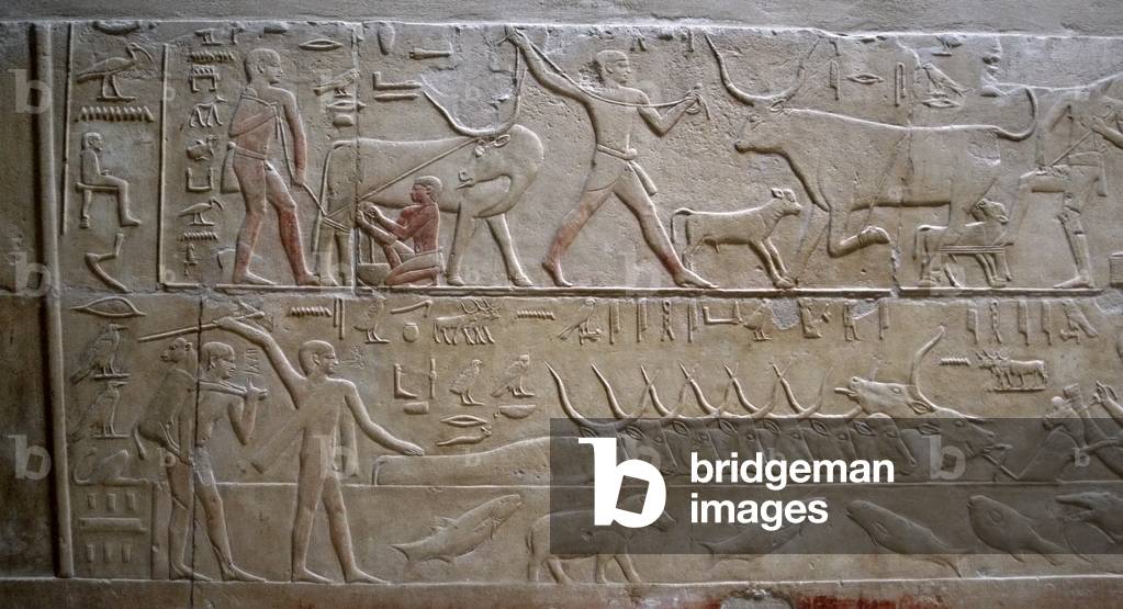 Egypt. Saqqara. Mastaba of Kagemni. Polychrome relief. Cattle raising. Milking a cow and herders moving cattle across the water.