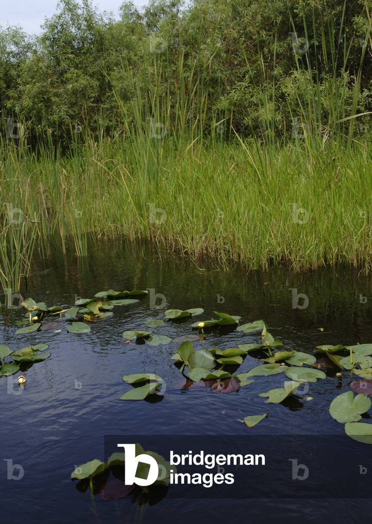 United States. Everglades National Park. Florida.