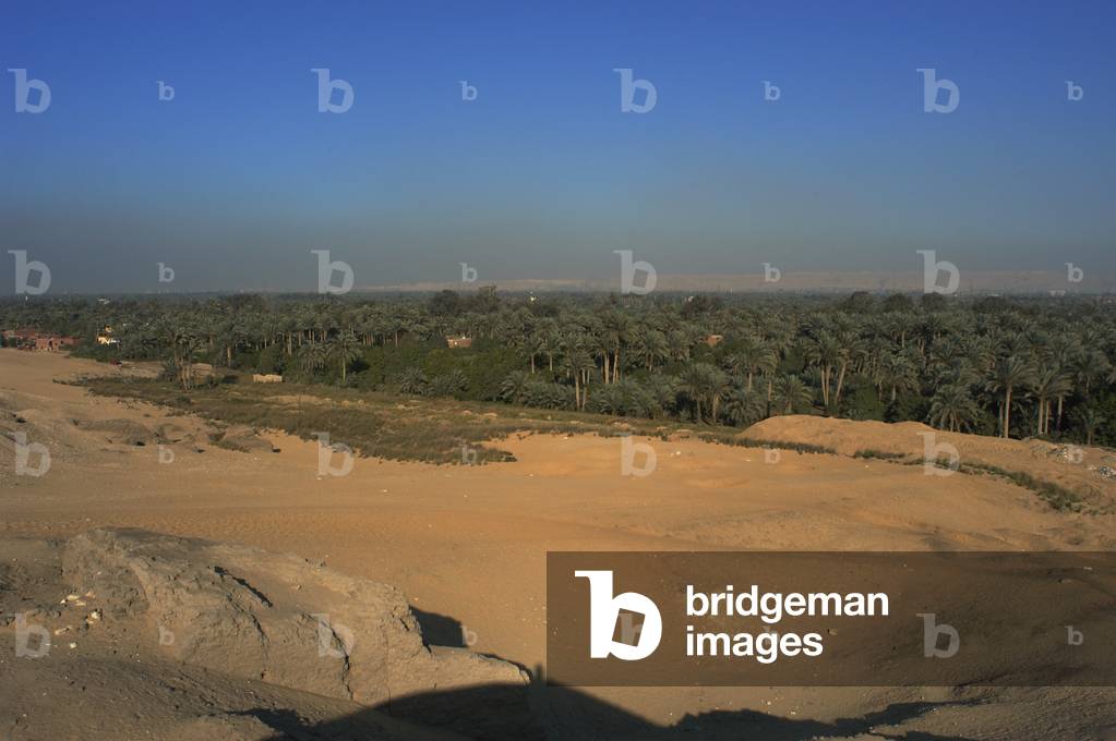 Egypt. Oasis. Palm trees.