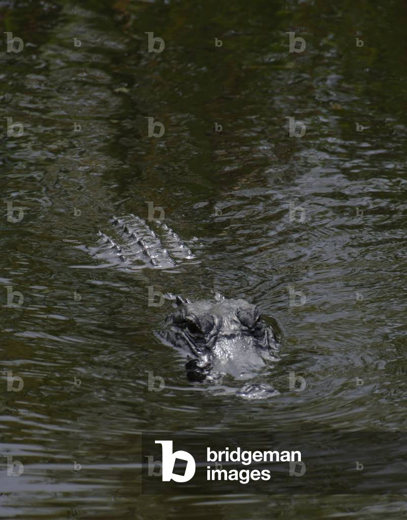Caiman (alligatorid crocodylians).  Everglades National Park. Florida. USA.