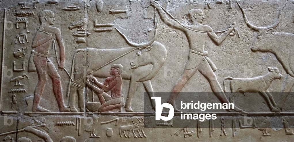 Egypt. Saqqara. Mastaba of Kagemni. Polychrome relief. Cattle raising. Milking a cow.