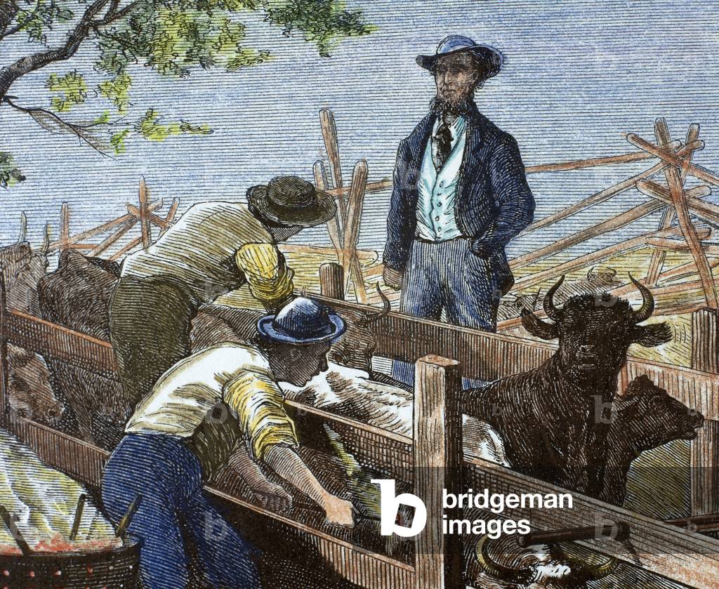 USA, 19th century, Branding the cattle (colour engraving)