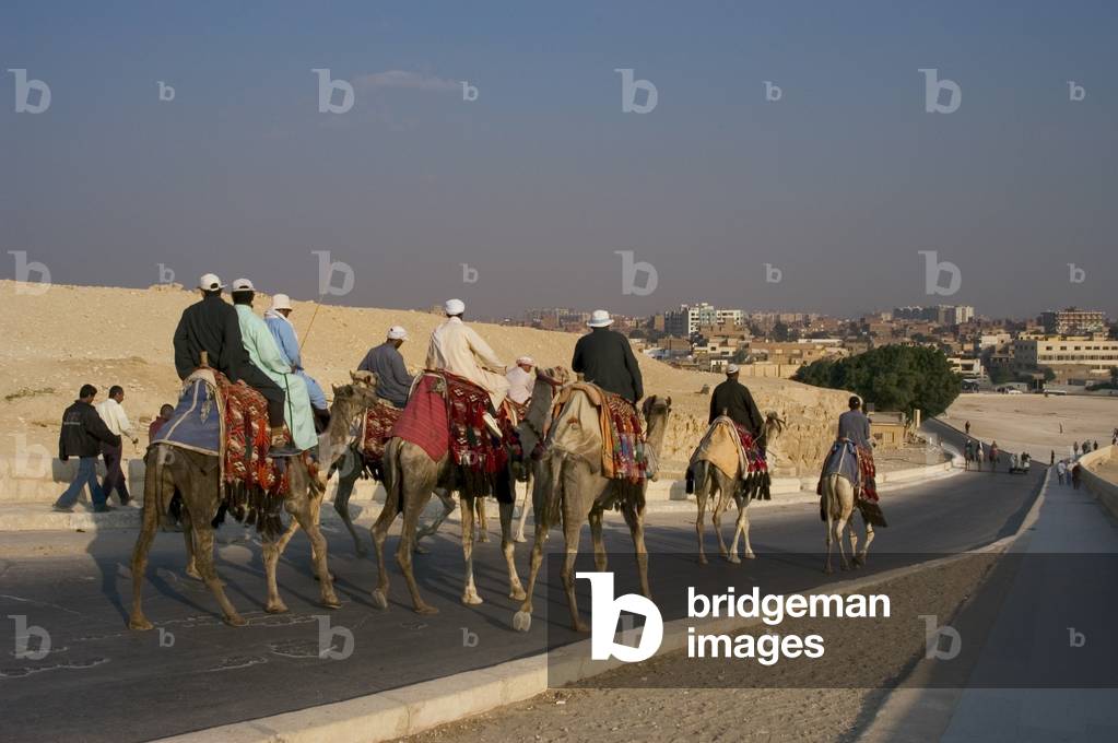 Egyptians on camels on a road near Giza, Egypt (photo)