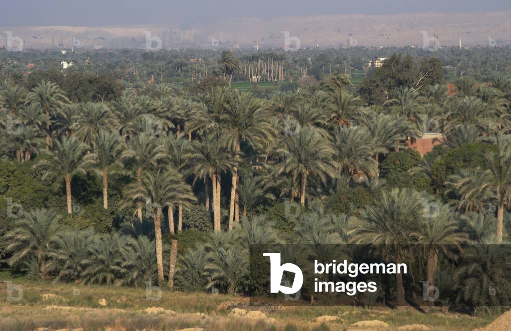 Egypt. Oasis. Palm trees.