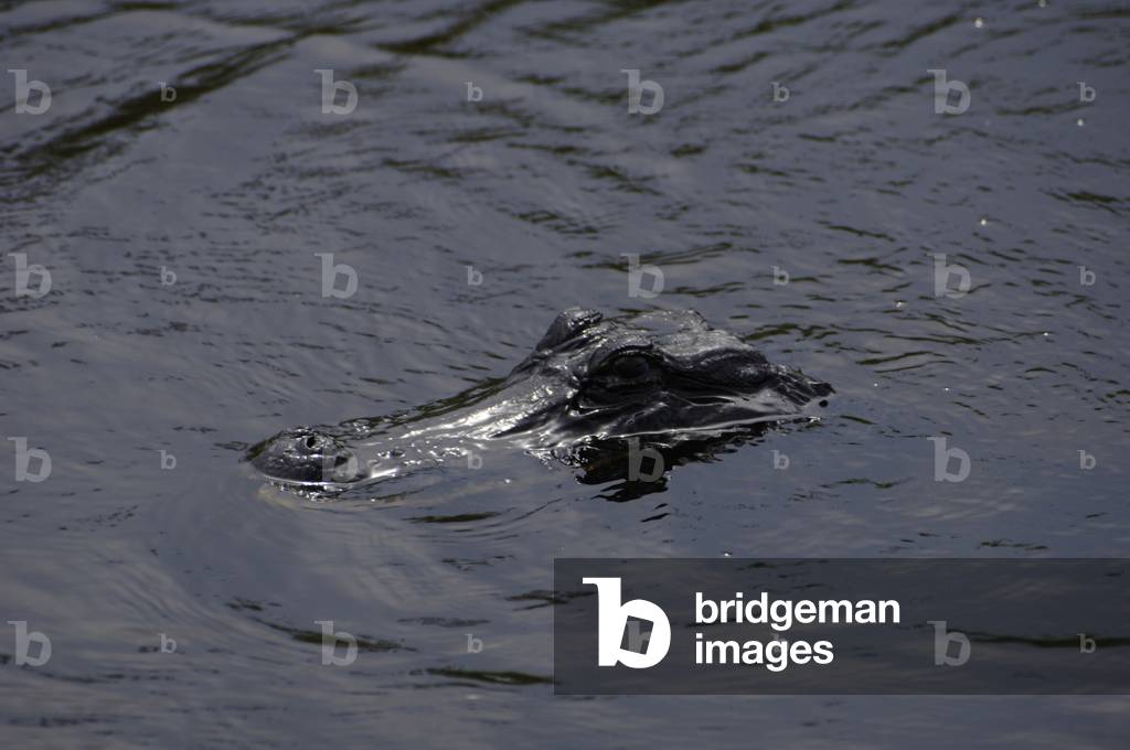 Caiman (alligatorid crocodylians).  Everglades National Park. Florida. USA.
