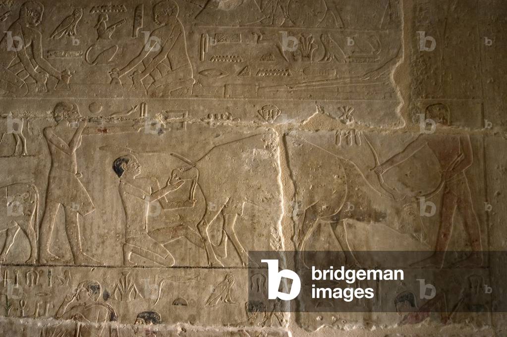 Mastaba of Nefer and Kahay. Relief. Two ranchers attending the birth of an ox. Egypt.