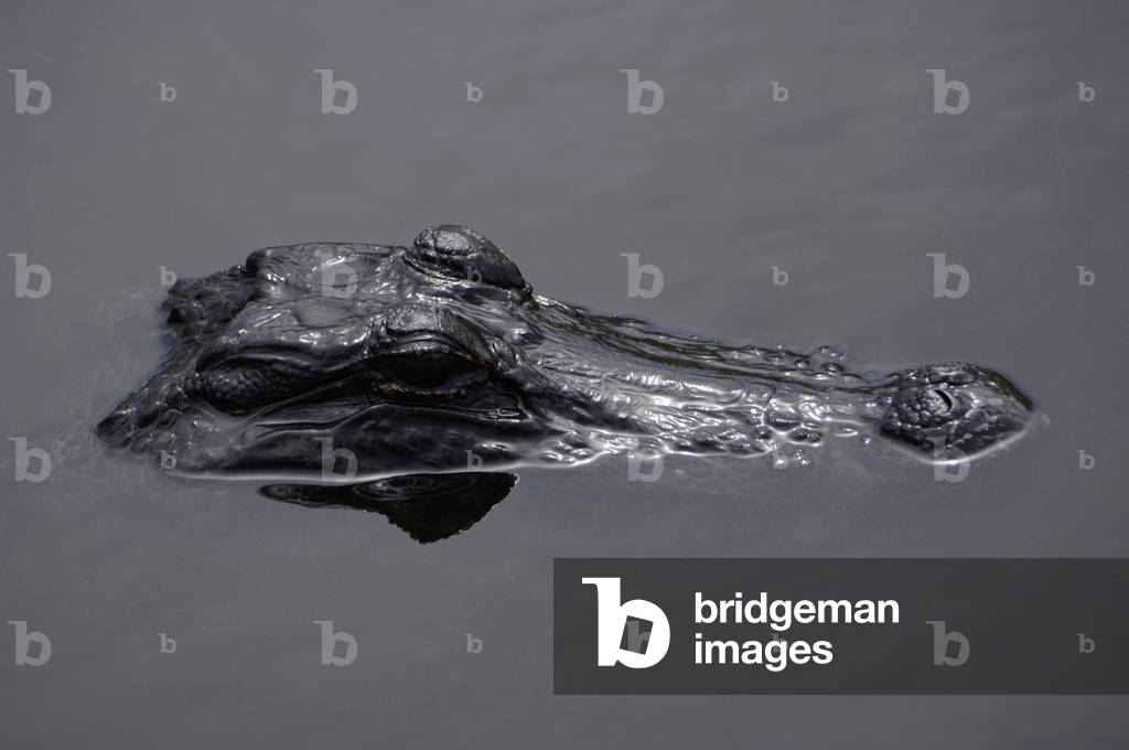 Caiman (alligatorid crocodylians).  Everglades National Park. Florida. USA.