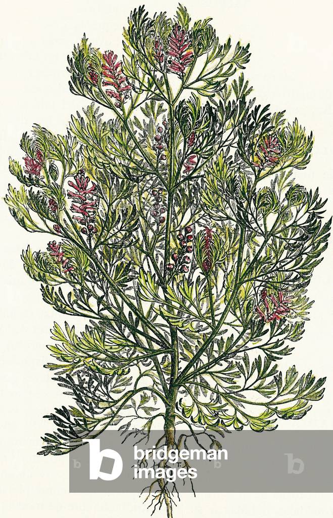 Fumeterre officinale or crowbar - Colorised engraving - Fumaria officinalis - Colored engraving