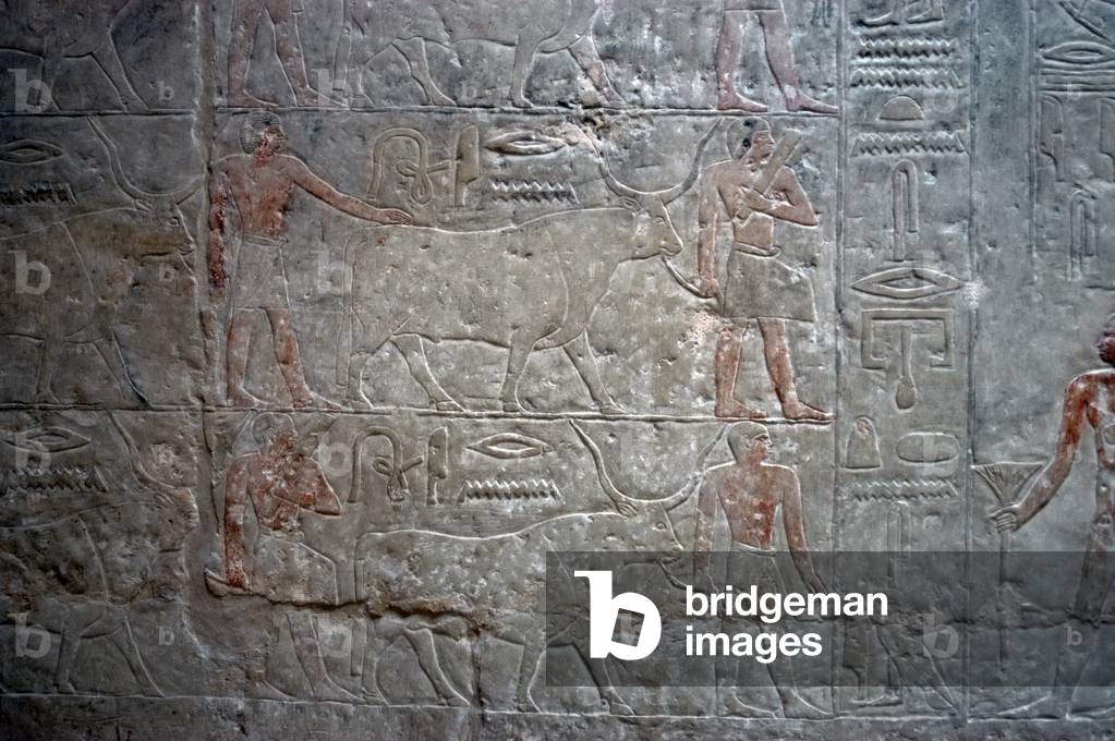 Egypt, Saqqara, Mastaba of Mereruka,  Polychrome relief depicting Offering bearers with an ox.