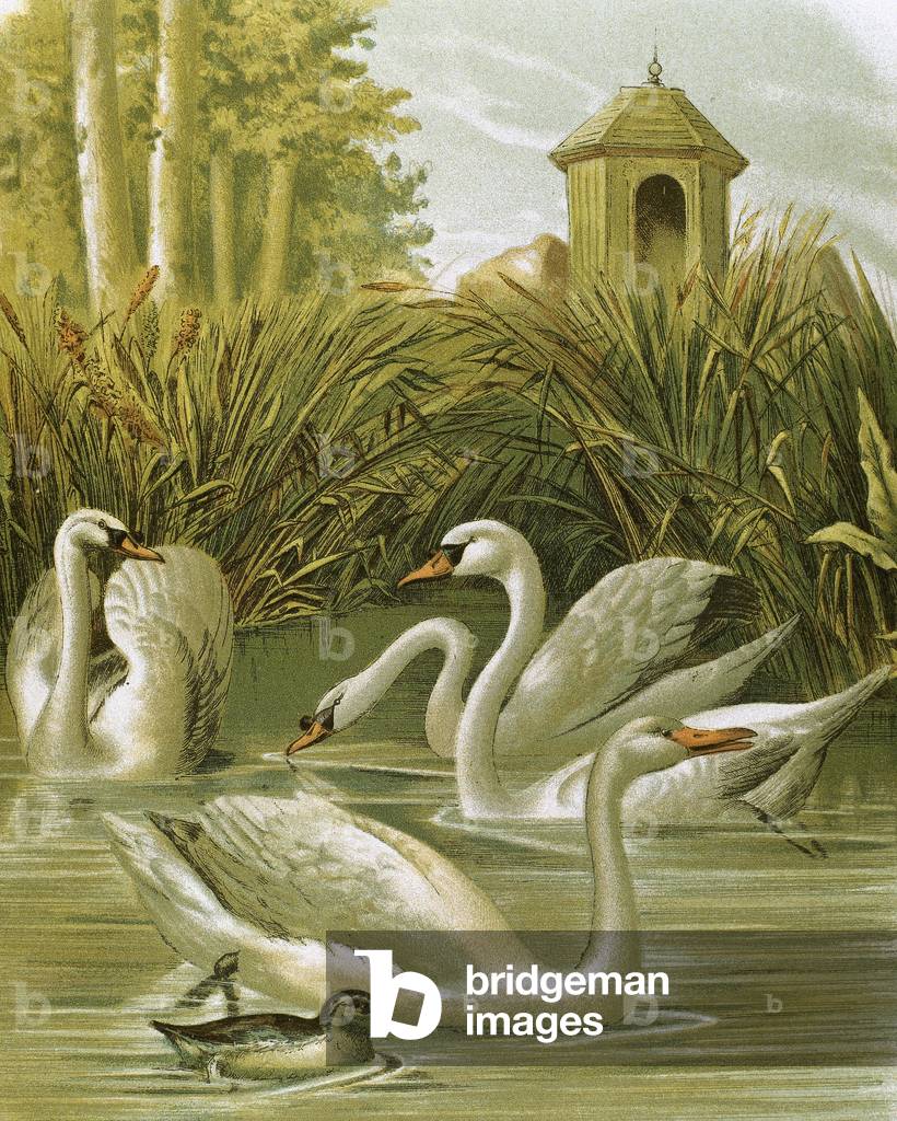 White swan. Engraving.