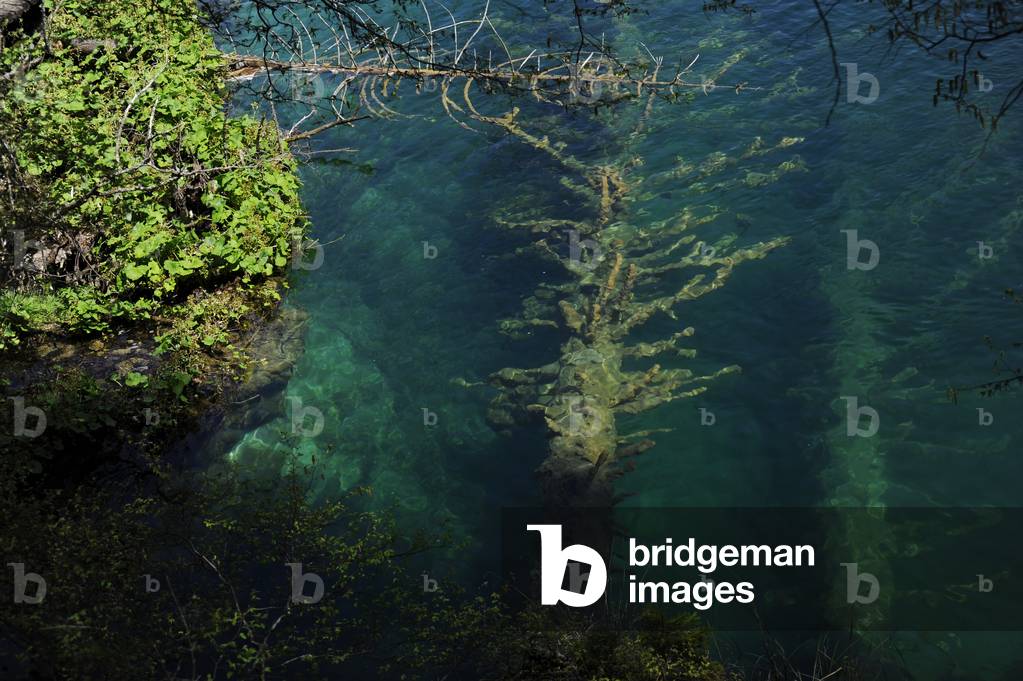 Croatia. Plitvice Lakes National Park. Tree submerged in the water.