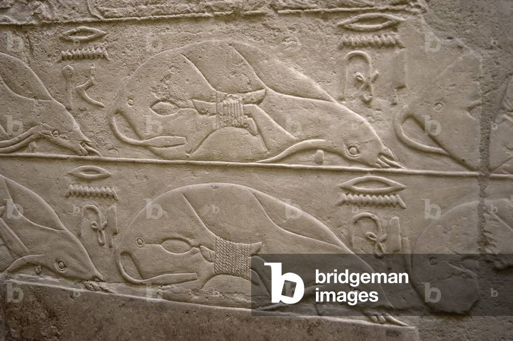 Tied cows, Relief, Mastaba of Kagemni, Saqqara, Egypt