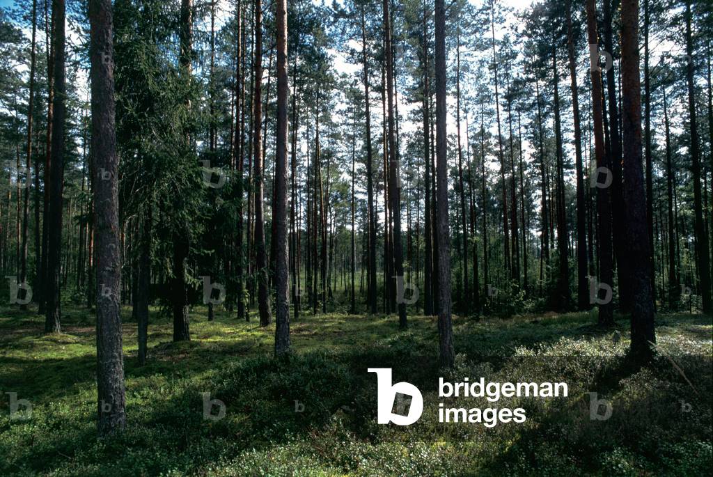 Latvia. Forest. Interior. Latgate region.