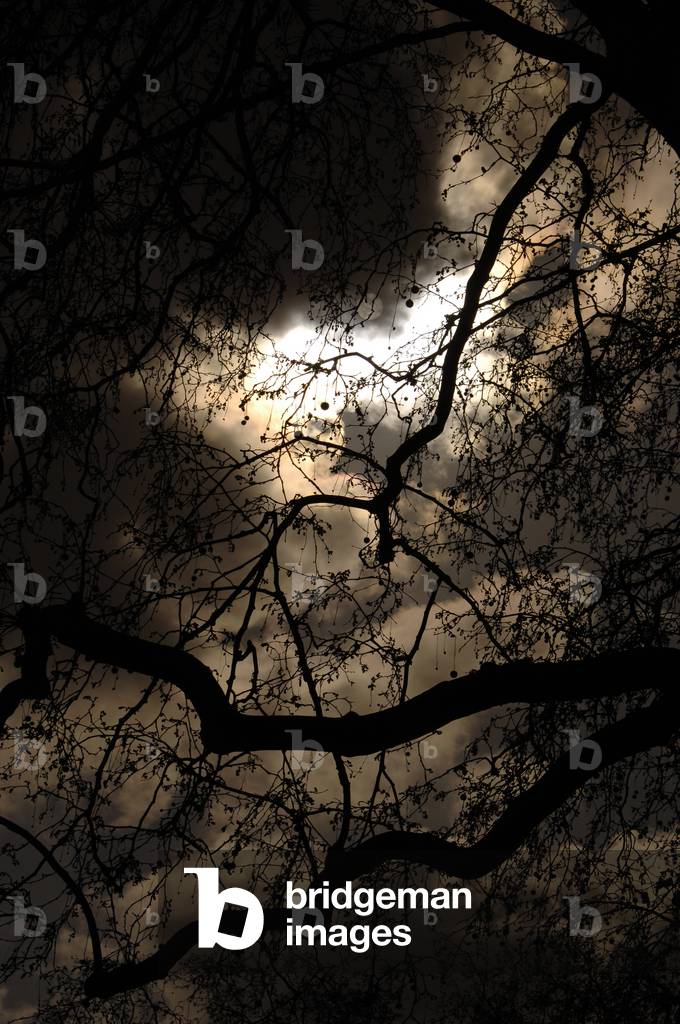 Tree's branches at night (photo)