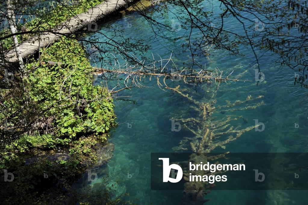 Croatia. Plitvice Lakes National Park. Tree submerged in the water.