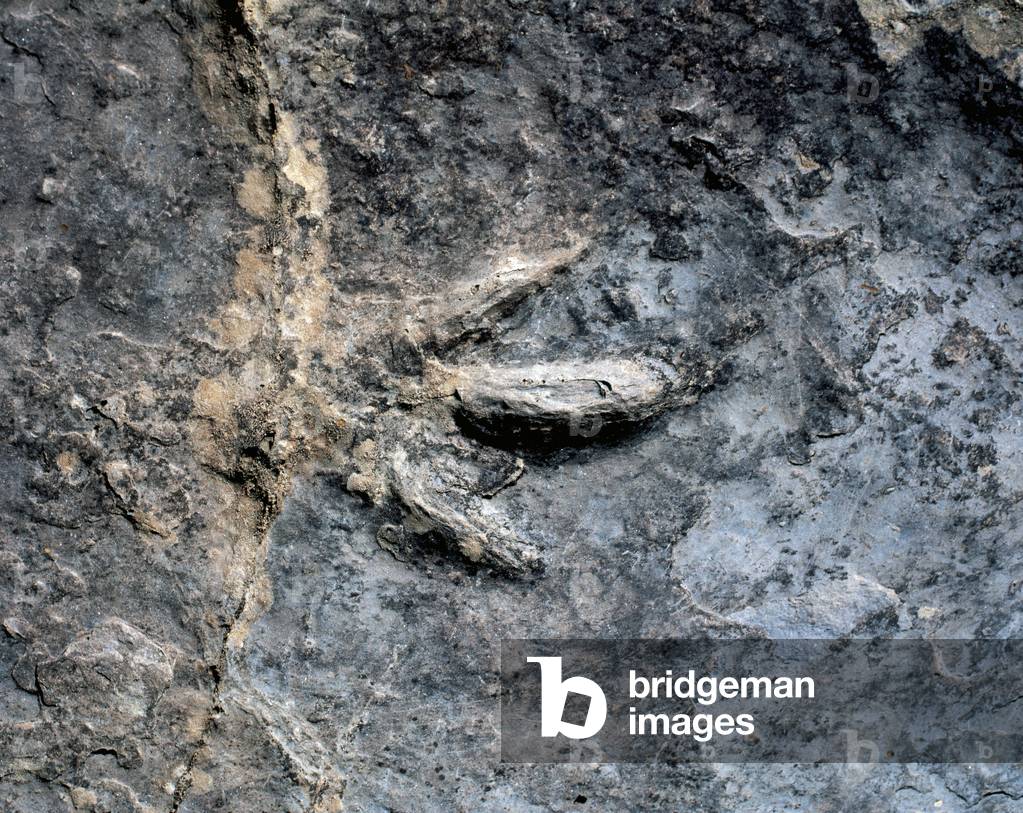 Spain. La Rioja. Ihnite sites. Valdebrajes. Footprint of Coelurosauria.