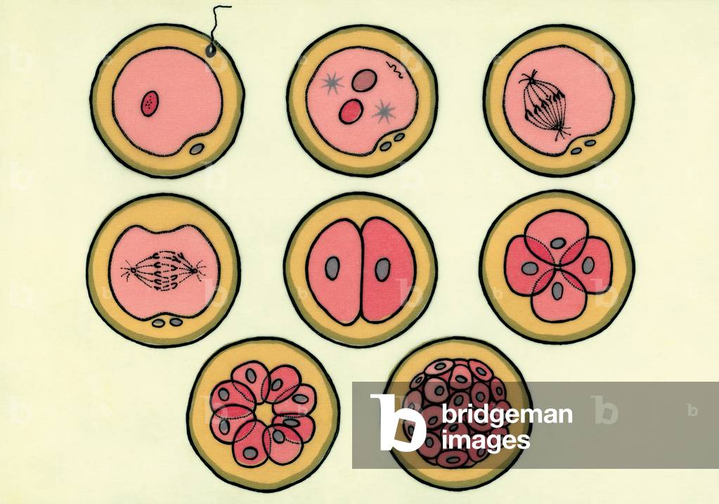 Phases of fertilization of an ovum. Illustration.