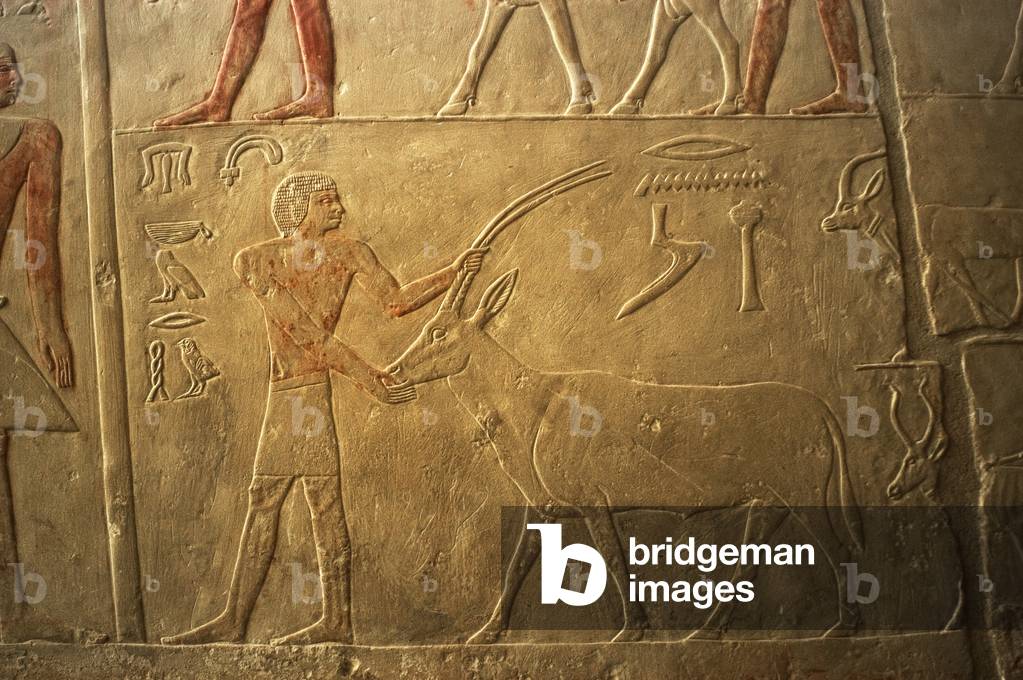Mastaba of Ptahhotep and Akhethotep. Male figure with an antelope. Egypt.