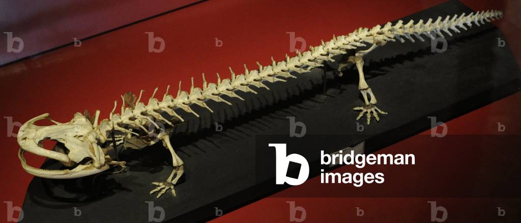 Japanese giant salamander (Andrias japonicus), Skeleton