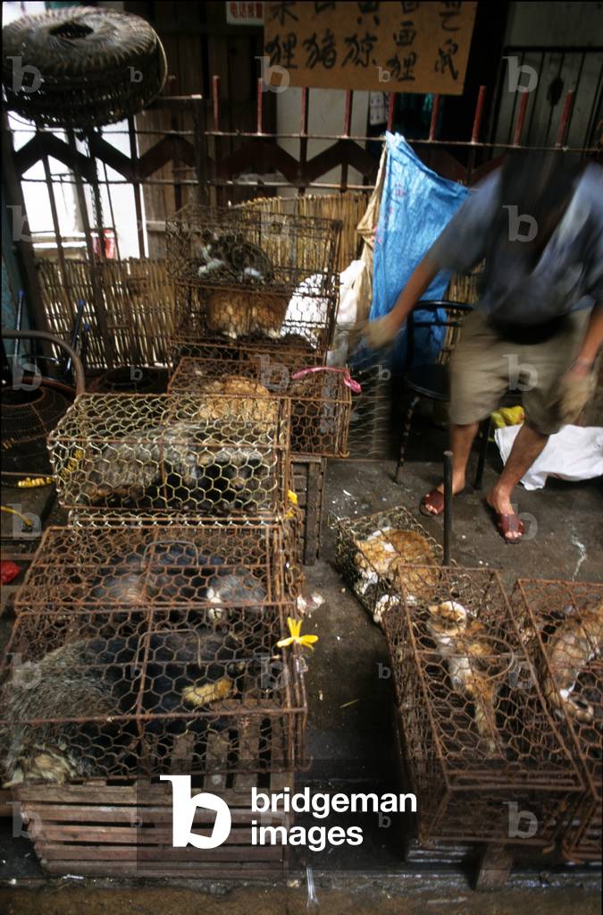 Canton, Guangzhou, live animal market and pharmacopoeia, cats in cages for food, Gaotang County, Liaocheng, western Shandong province, China (photo)